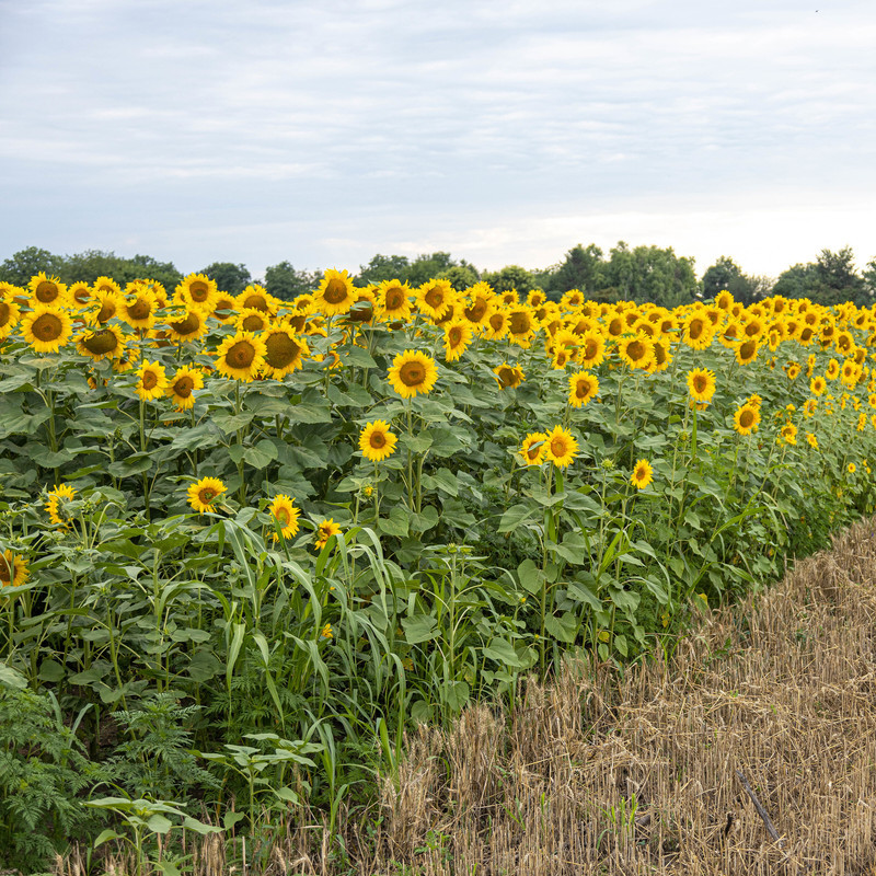 بذر تخمه آفتابگردان شمشیری سانیا سید مدل ss6