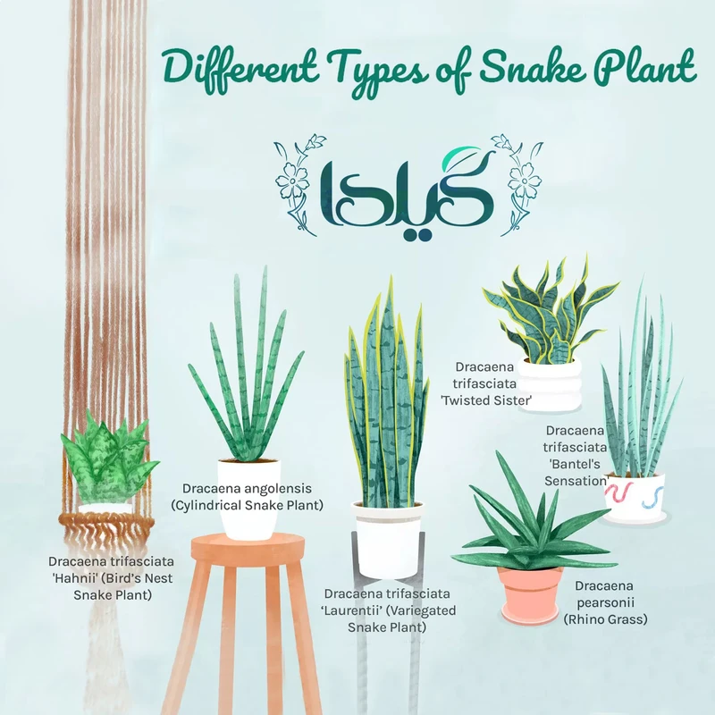 عکس شماره 10 : کود مایع کامل سانسوریا گیلدا مدل npk حجم 120 میلی لیتر