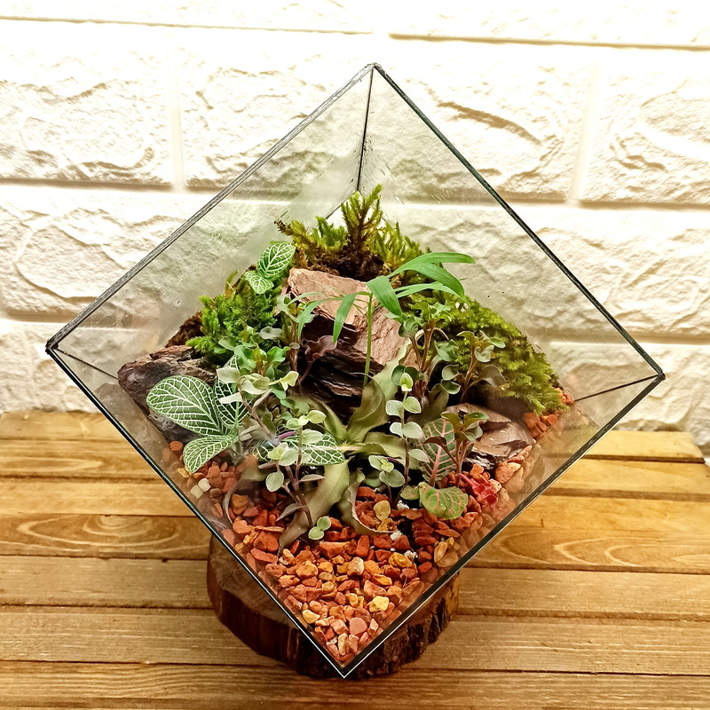 گیاه طبیعی تراریوم مدل چند وجهی روبیک گیاه طبیعی تراریوم مدل چند وجهی روبیک