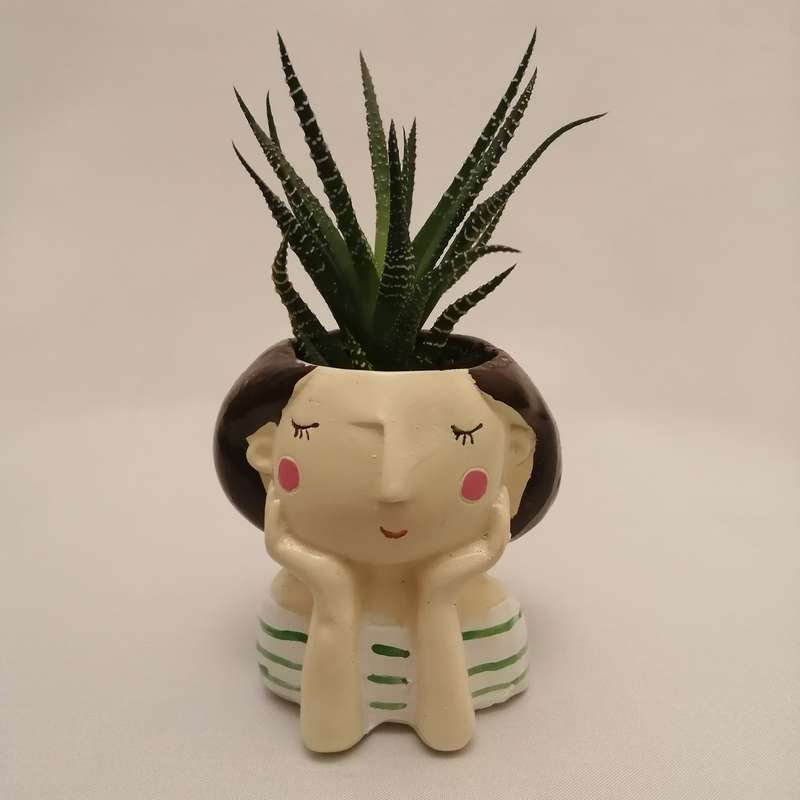 گیاه طبیعی کاکتوس هاورتیا کد pg_09 گیاه طبیعی کاکتوس هاورتیا کد pg_09