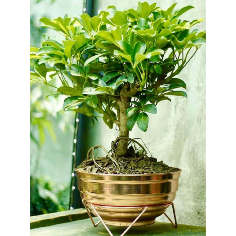 گلدان مدل بونسای پله ای