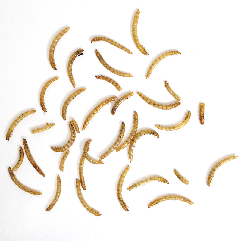 غذای تشویقی پرندگان مای پتز مدل Mealworm وزن 40 گرم