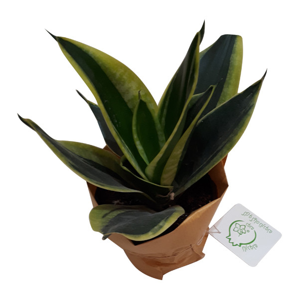 گیاه طبیعی سانسوریا ناردونه کد AB - M03 گیاه طبیعی سانسوریا ناردونه کد AB - M03