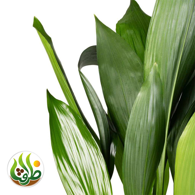 کود کامل برگ عبایی ظرافت مدل KO21223 وزن 250 گرم