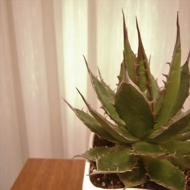 گیاه طبیعی ساکولنت آگاو کد pg_05