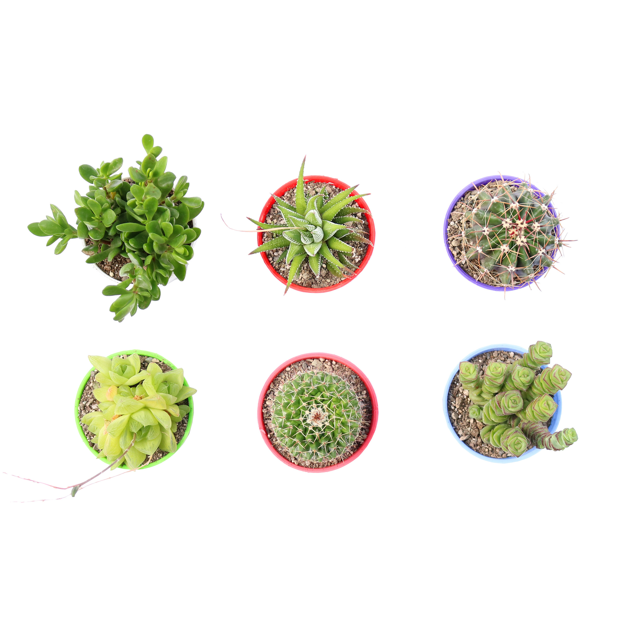 گیاه طبیعی کاکتوس و ساکولنت آیدین کاکتوس کد CB-050 مجموعه 6 عددی