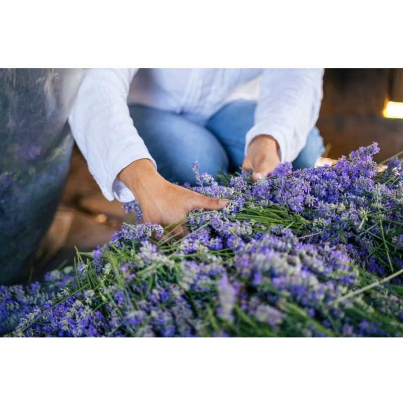 گل خشک مدل لاواندر