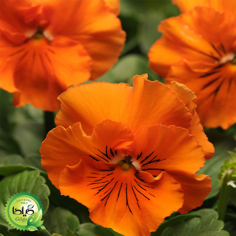 بذر بنفشه نارنجی گیلدا کد 851