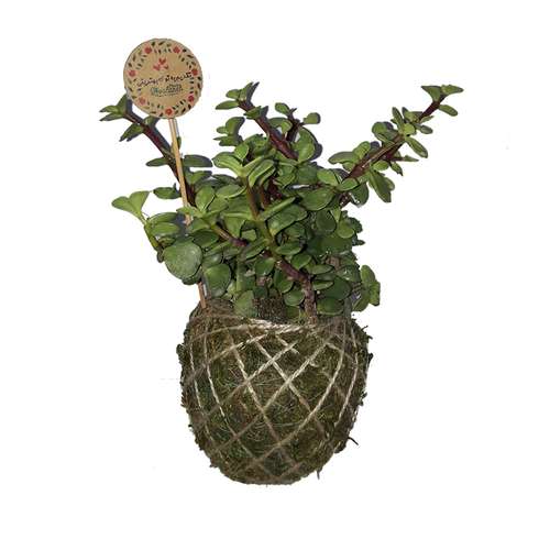 گیاه طبیعی خرفه مدل کوکداما کد P.A.038