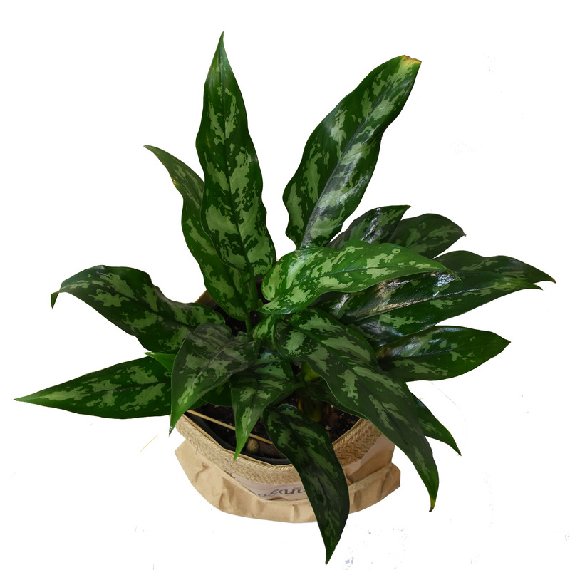 گیاه طبیعی آگلونما سبز کد P.A.07 گیاه طبیعی آگلونما سبز کد P.A.07