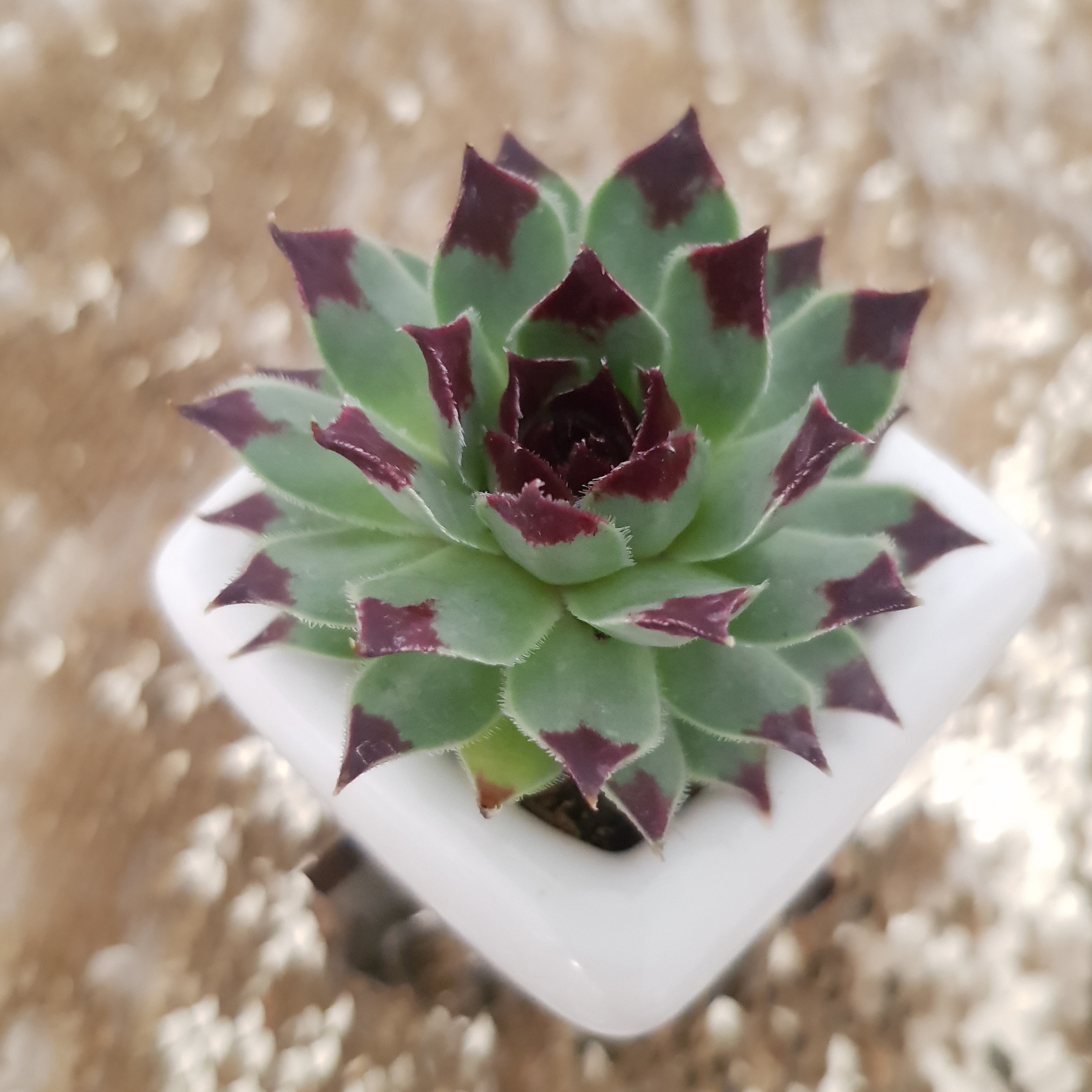 گیاه طبیعی سمپریوم لب ماتیکی مدل 2022151 گیاه طبیعی سمپریوم لب ماتیکی مدل 2022151