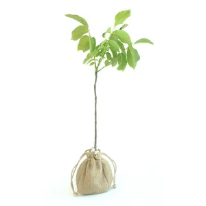 نهال گردو ژنوتیپ کد A-05