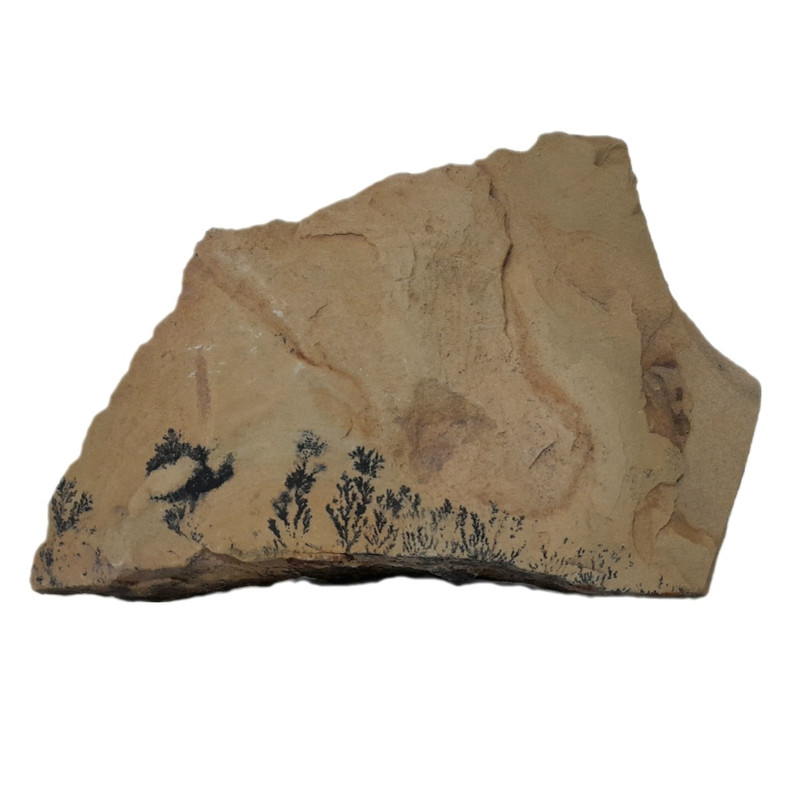 سنگ راف شجر مدل فسیلی کد 157