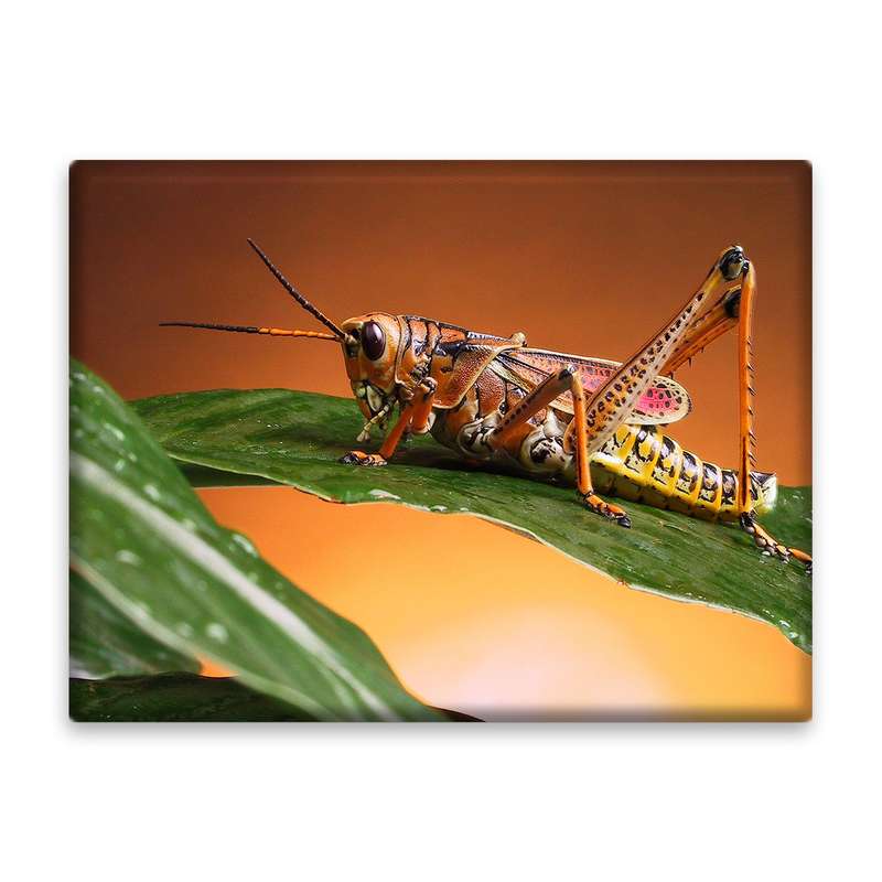 کاشی اطلس آبی طرح ملخ  مدل T5851