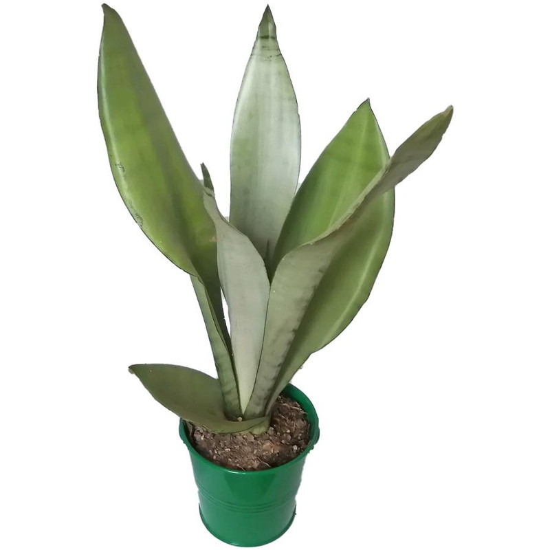 گیاه طبیعی سانسوریا مهتابی کد yf04