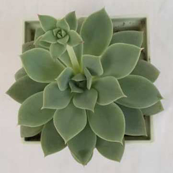 گیاه طبیعی ساکولنت کد MIX02 گیاه طبیعی ساکولنت کد MIX02