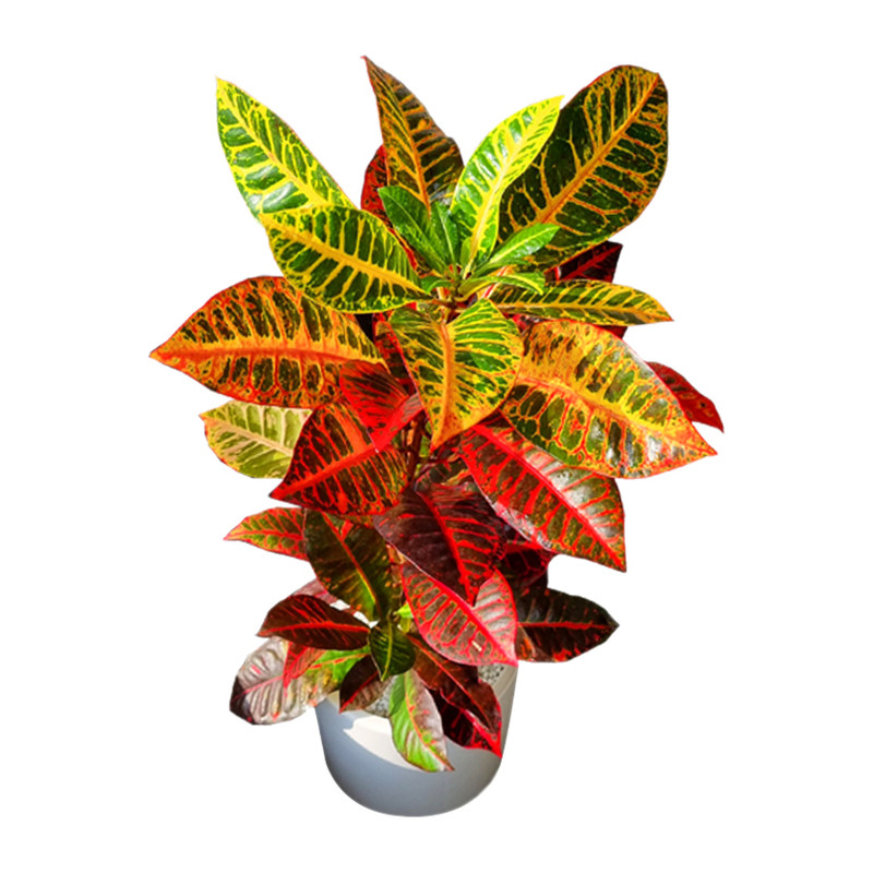 گیاه طبیعی کروتون پرتقالی گلوریا سیسترز کد 017