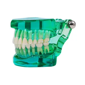 بازی آموزشی مدل مولاژ دندان کد A011