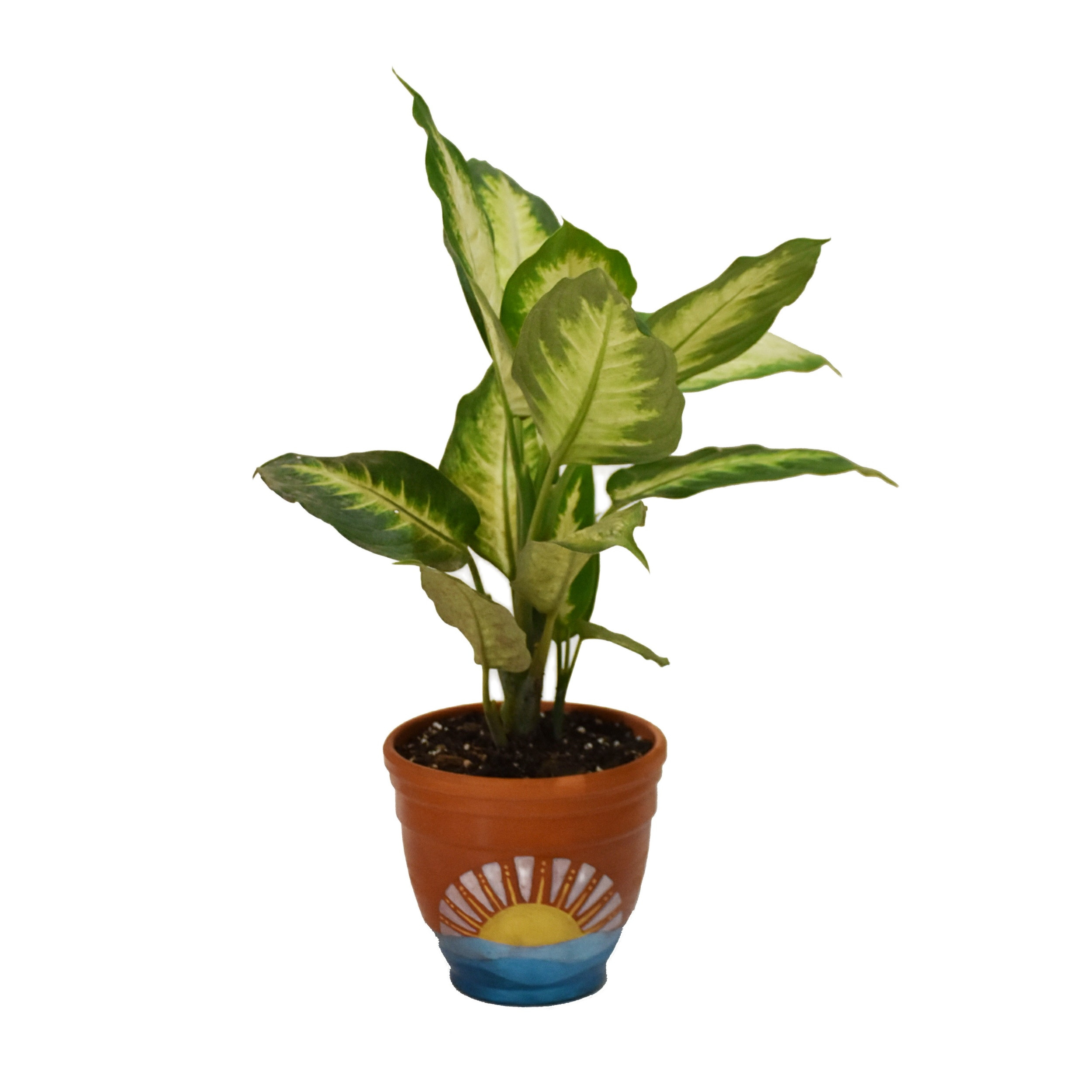 گیاه طبیعی دیفن باخیا مدل OGD-D01E03 گیاه طبیعی دیفن باخیا مدل OGD-D01E03