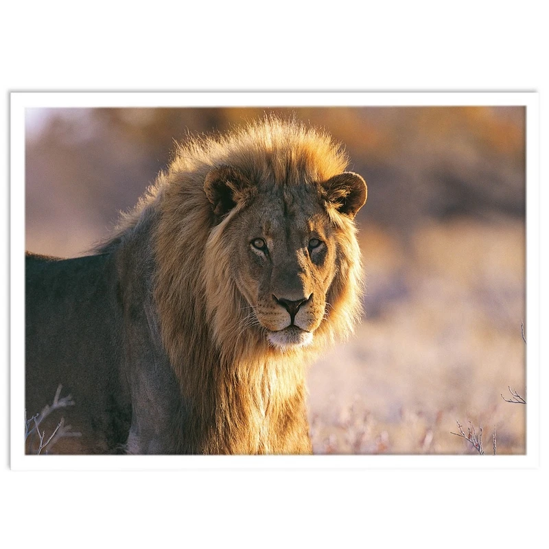 تابلو بکلیت طرح حیات وحش و شیر مدل W-S1443