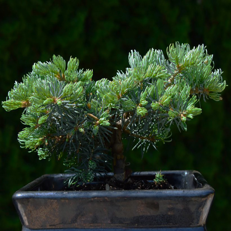 بذر بنسای کاج لویانا وانیا سید مدل T28 بسته 3 عددی