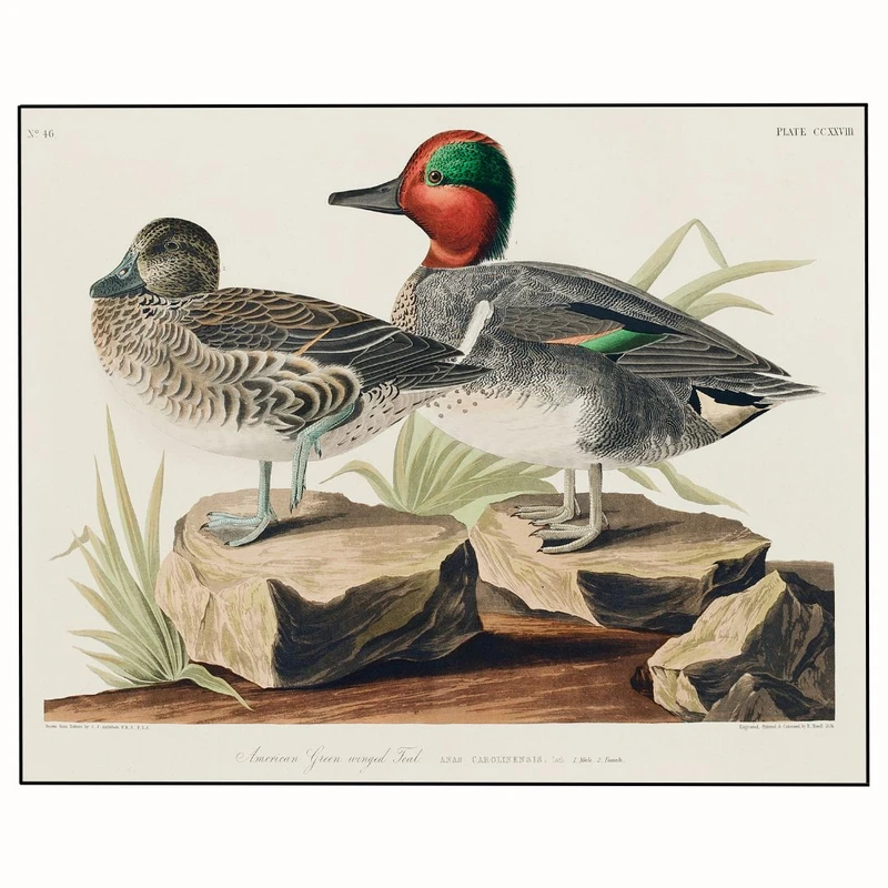 پوستر مدل چاپ اردک بال سبز