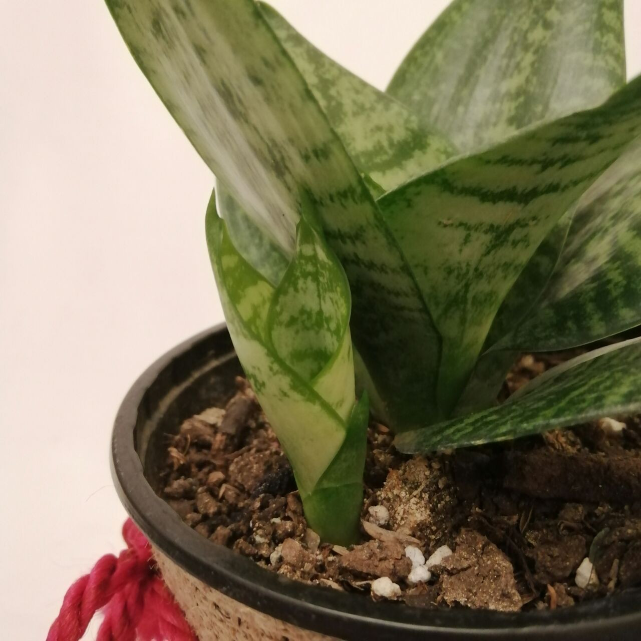 گیاه طبیعی سانسوریا پا کوتاه کد pg_12