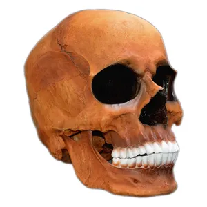 مجسمه مدل جمجمه انسان طرح Skull-big