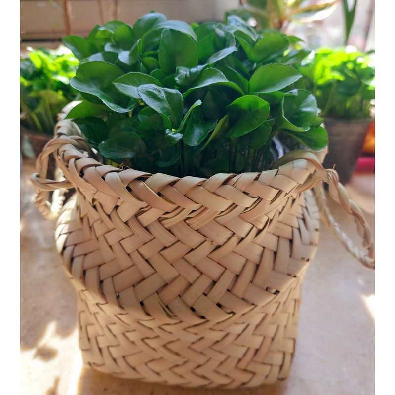 گیاه طبیعی سبزه بهار نارنج مدل F-38