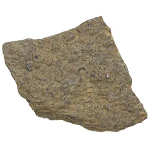 سنگ راف مدل فسیل صدفی