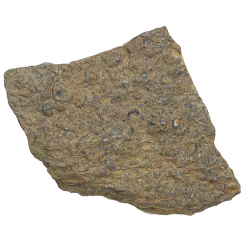 سنگ راف مدل فسیل صدفی