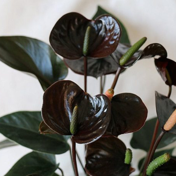 گل طبیعی آنتوریوم بلک تافکو مدل کاکسیونی کد 2x گل طبیعی آنتوریوم بلک تافکو مدل کاکسیونی کد 2x