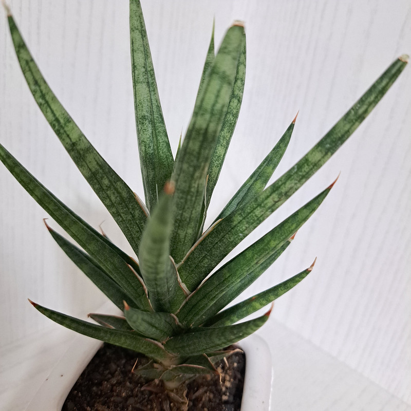 گیاه طبیعی سانسوریا فرانسیس مدل 402714 گیاه طبیعی سانسوریا فرانسیس مدل 402714