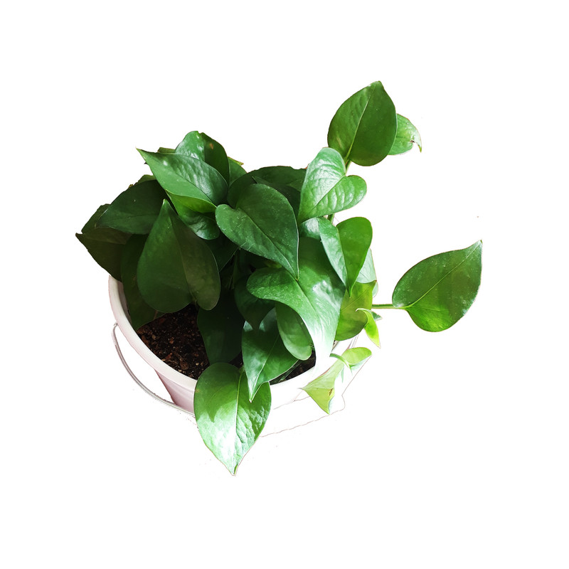 گیاه طبیعی پتوس کد AS-6-1