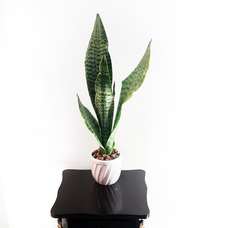 گیاه طبیعی سانسوریا کرواتی مدل امریکن