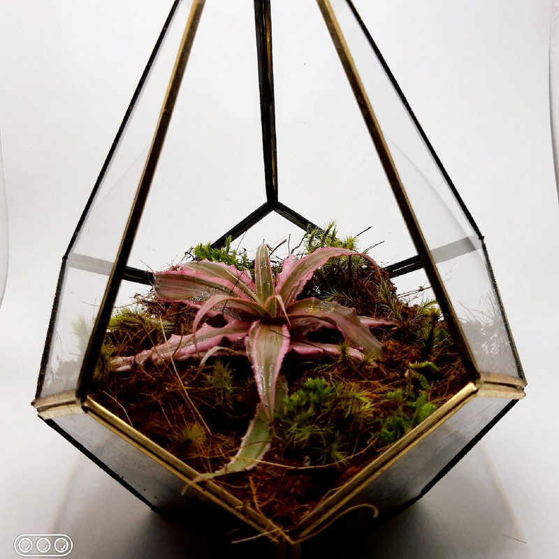 گیاه طبیعی کریپتانتوس کد k1