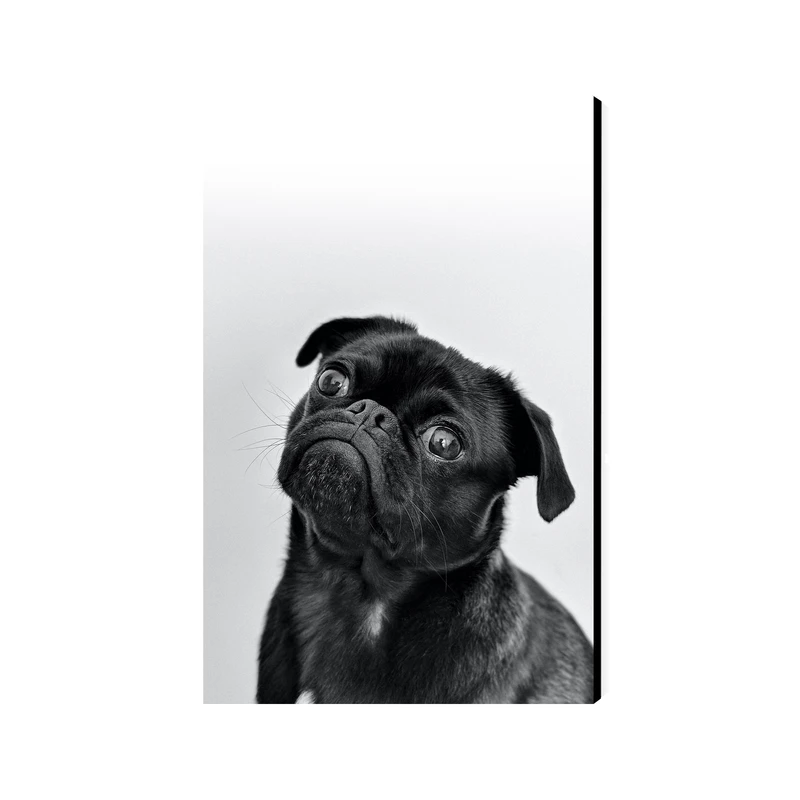 تابلو شاسی عرش مدل فانتزی سگ سیاه کد As2083