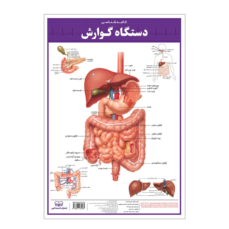 پوستر آموزشی انتشارات اندیشه کهن مدل کالبدشناسی دستگاه گوارش کد 35-50-4 عکس شماره 1