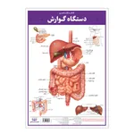 پوستر آموزشی انتشارات اندیشه کهن مدل کالبدشناسی دستگاه گوارش کد 35-50-4