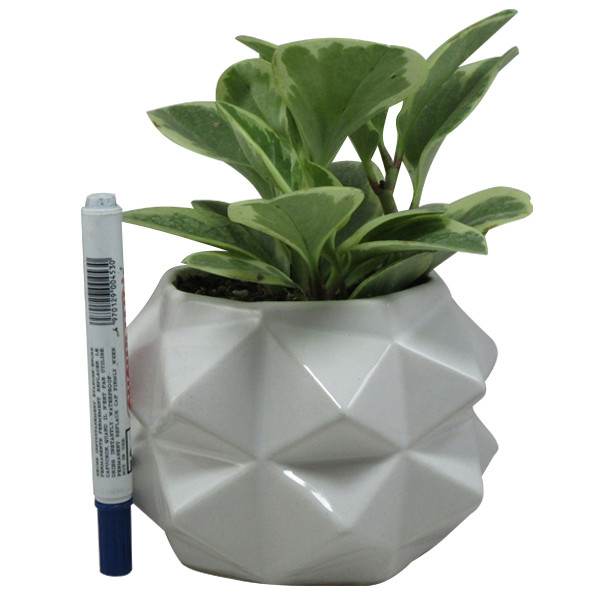 گیاه طبیعی پیرومیا کد AB - S01 گیاه طبیعی پیرومیا کد AB - S01