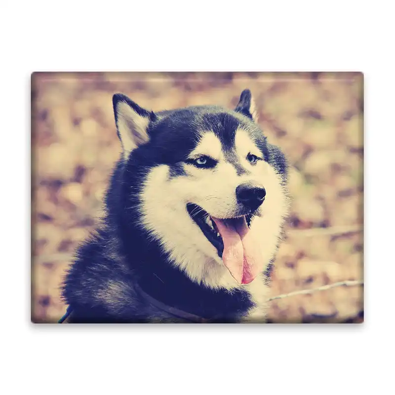 کاشی اطلس آبی طرح سگ هاسکی مدل T1669