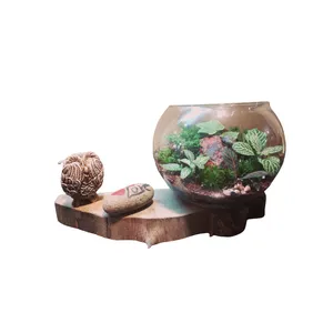 گیاه طبیعی تراريوم وابي كوزا مدل توپي زيره چوبي