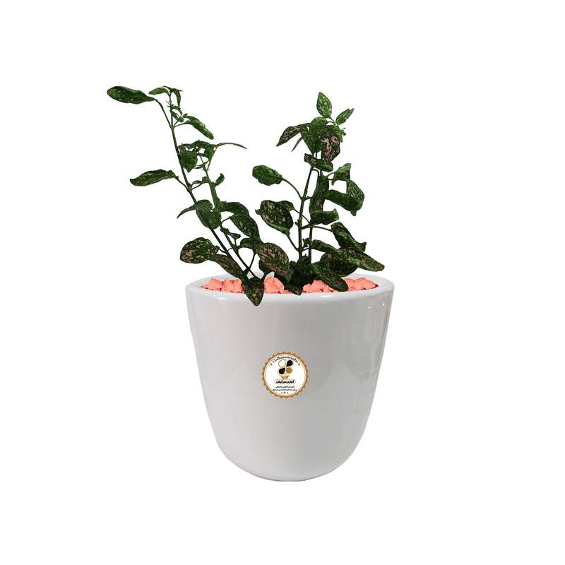  گیاه طبیعی گل سنگ شرکت گلباران سبز گیلان مدل GN12-17GM