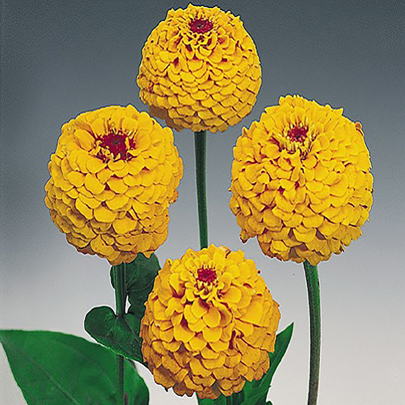 بذر گل آهار گرین فارم کد AS 11