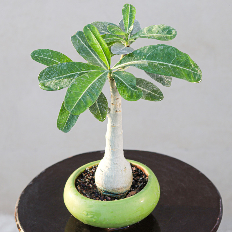 گیاه طبیعی بونسای آدنیوم مدل عربیکم