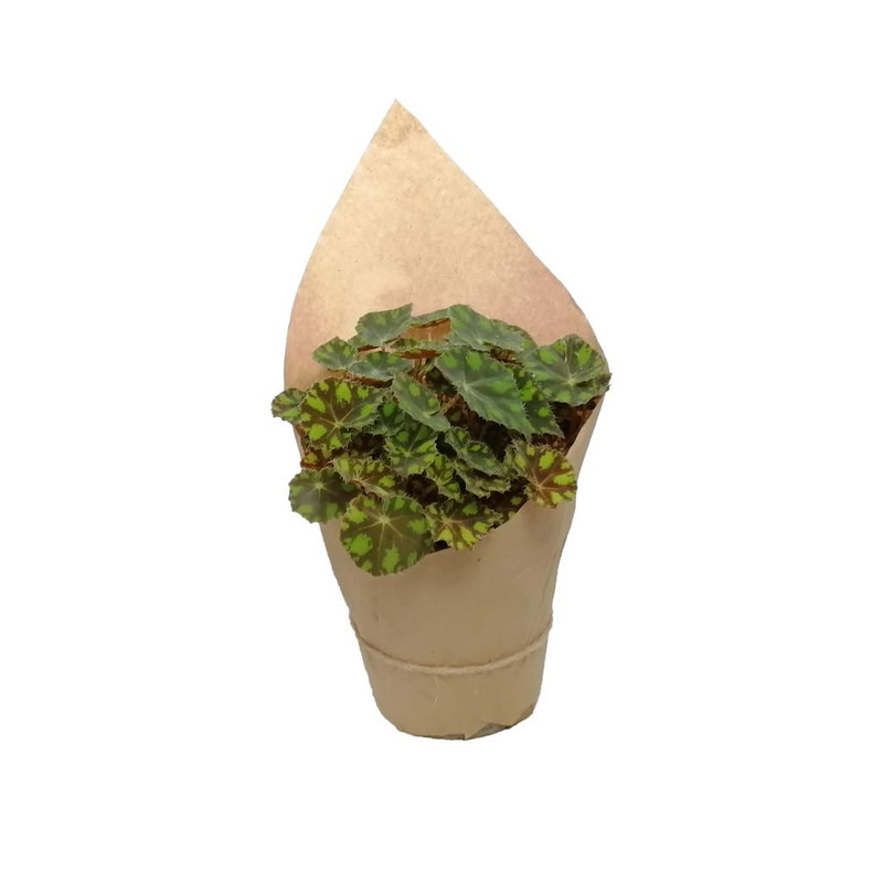 گیاه طبیعی بگونیا کد gs01