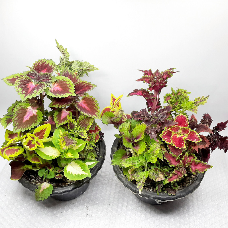 گیاه طبیعی حسن یوسف کد PB مجموعه 4 عددی