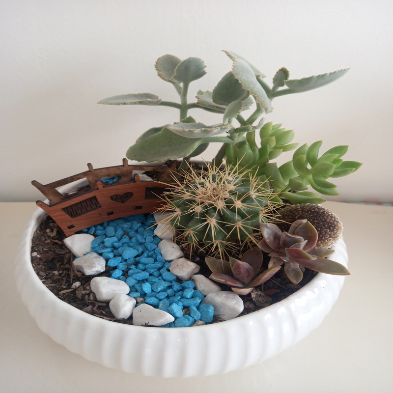 گیاه طبیعی کاکتوس مدل 02 گیاه طبیعی کاکتوس مدل 02