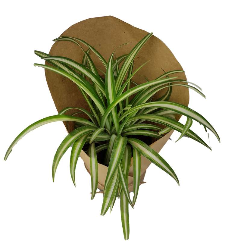 گیاه طبیعی گندمی کد yt14 گیاه طبیعی گندمی کد yt14