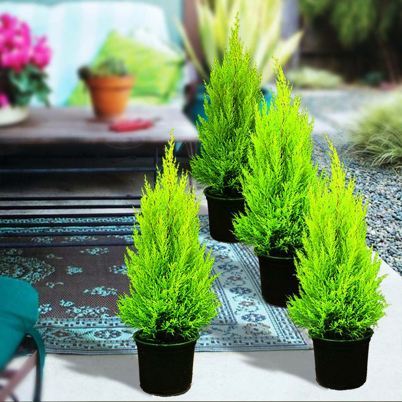 بذر بنسای سرو خمره ای وانیا سید مدل N31